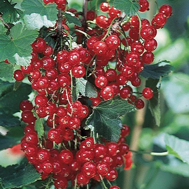 Red Lake Currant