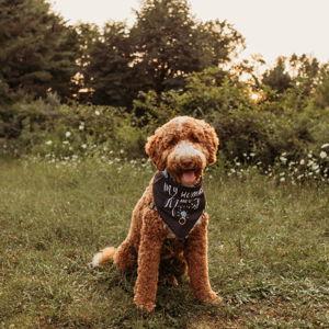 Dog Sitting Fund