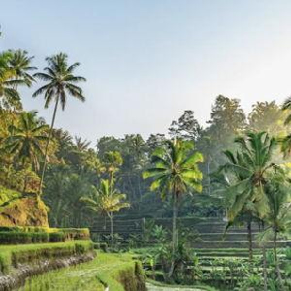 Zipline in the Rice Fields