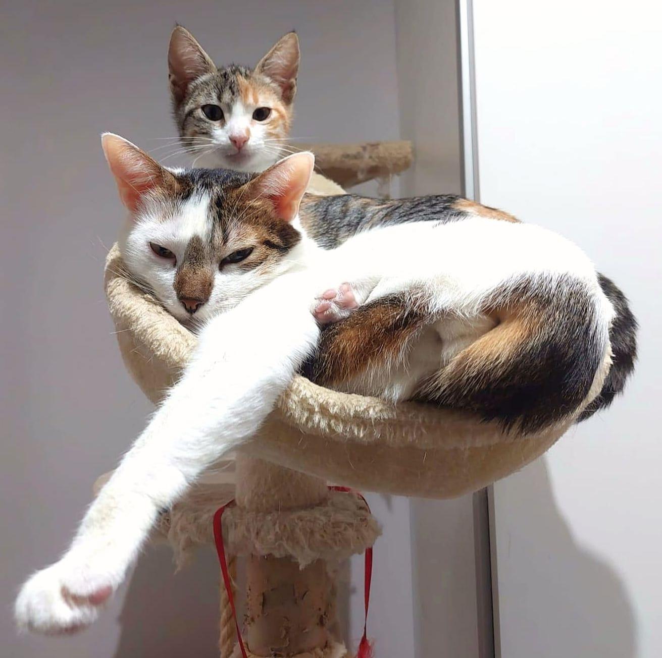 The Wedding Website of Simona Sciacchitano and Carlos Pulpeiro González