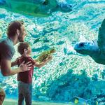SeaWorld San Antonio