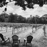 Loughlin Vineyard