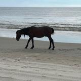 Corolla Wild Horse Tours