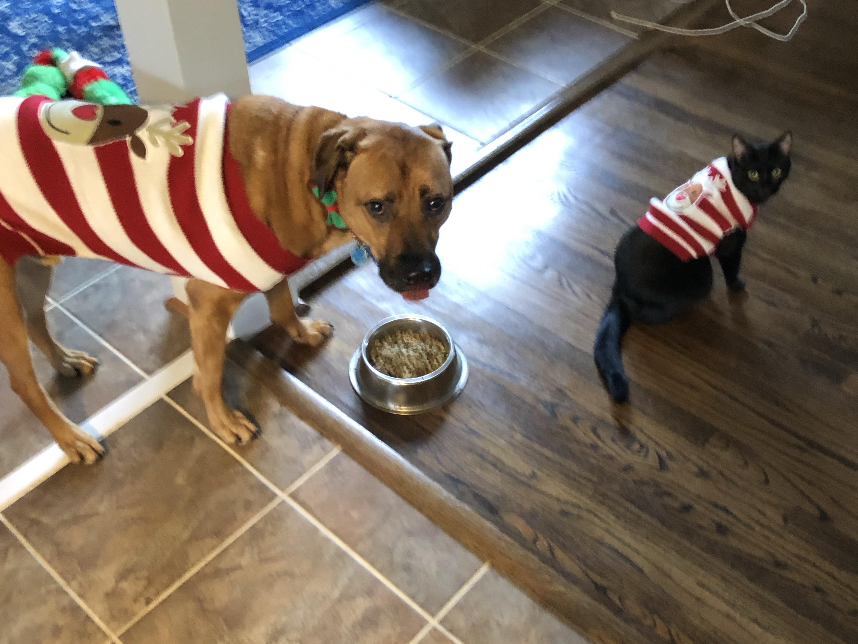 Year's Supply of Treats