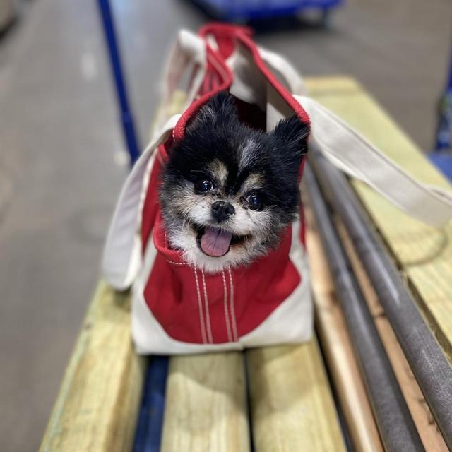 Year's Supply Of Pet Treats