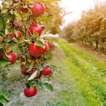 Baugher's Orchards & Farm