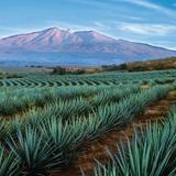 Tequila, Jalisco