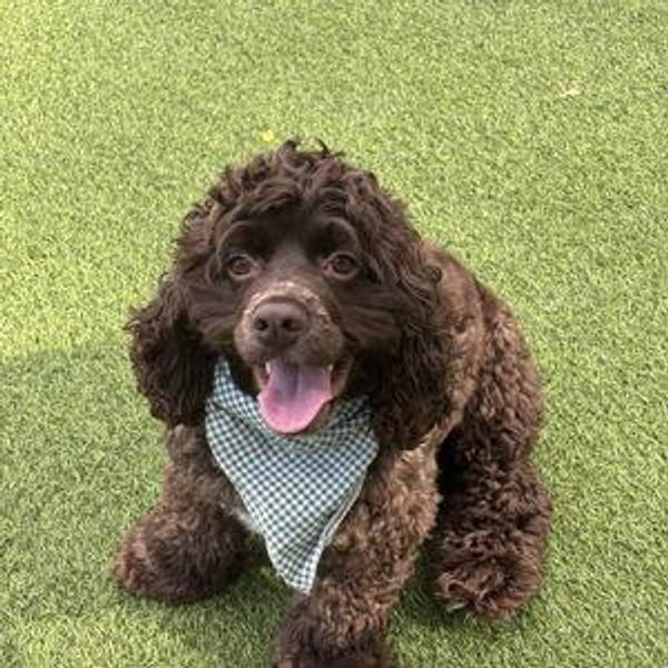 Our Pet Toy Fund