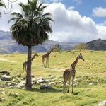 THE LIVING DESERT ZOO + GARDENS