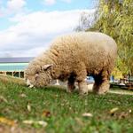 Catskill Animal Sanctuary