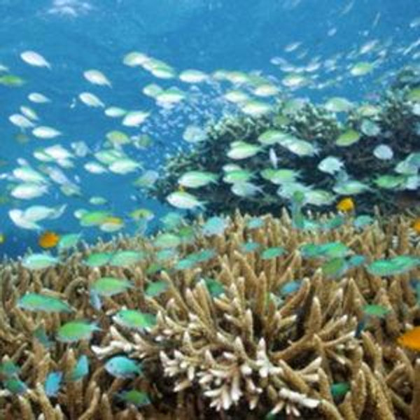 Snorkeling in Mauritius