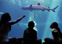 Maui Ocean Center, The Aquarium of Hawaii