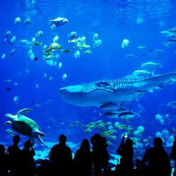 Kelly Tarlton's Aquarium