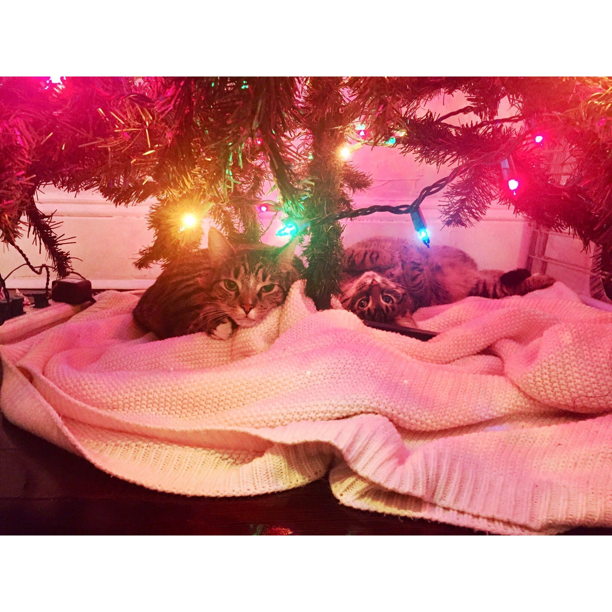 2nd Christmas in the old apartment, 2019