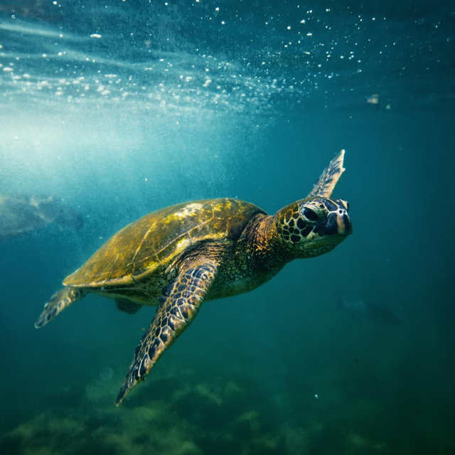 Turtle Tour for Two in Hanalei Bay
