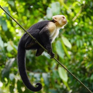 Manuel Antonio National Park Tour for 2 - Puntarenas