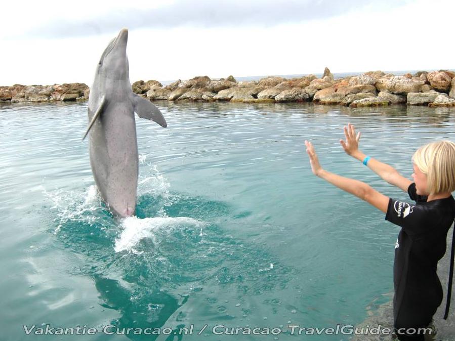 Dolphin Encounter
