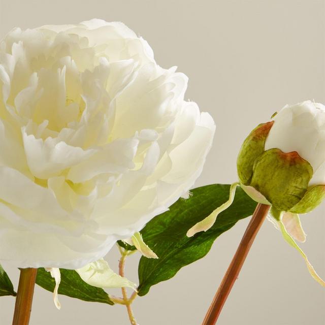 White Peony Flower Stem