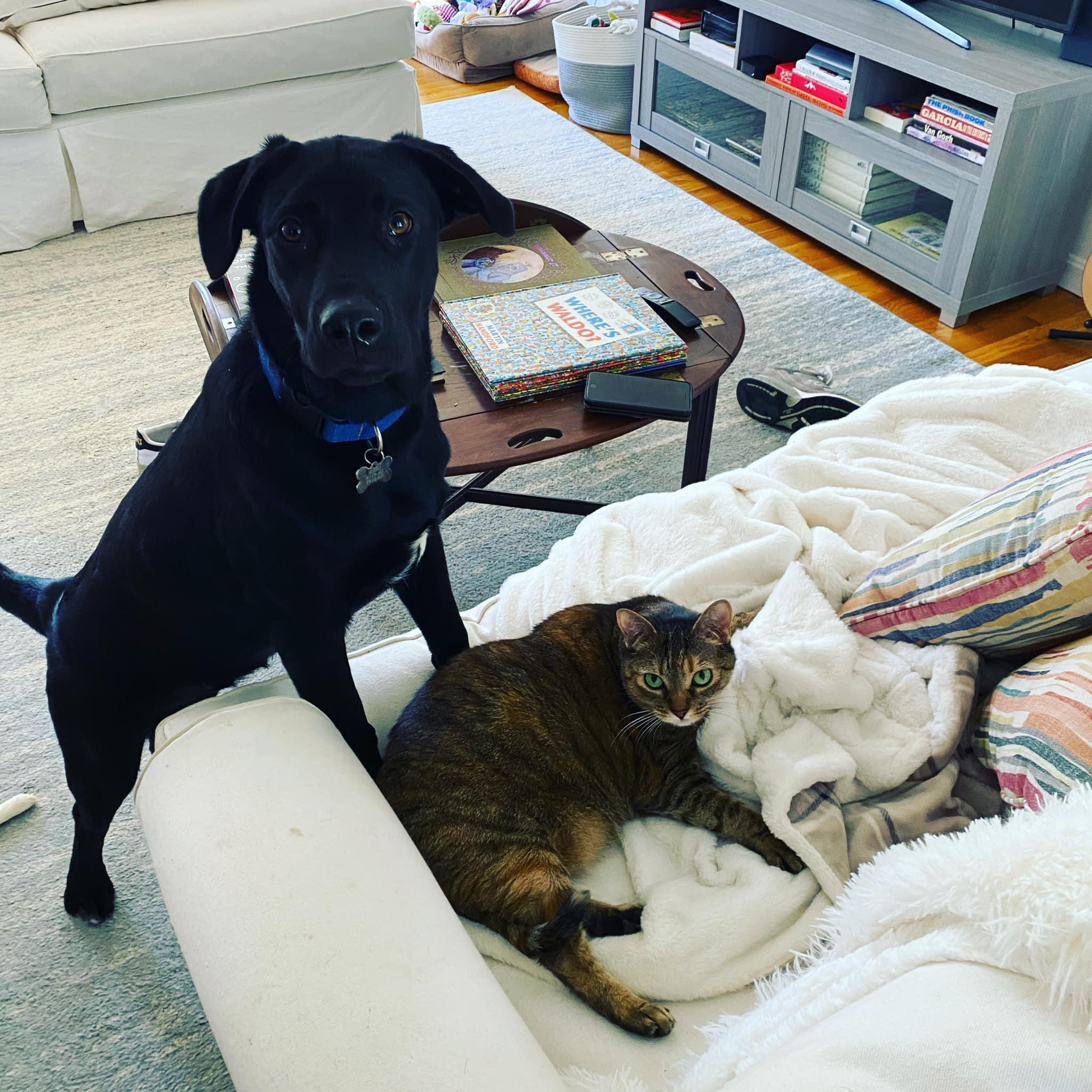 Our furry babies, Murray the lab and Cookie the Tab(by).