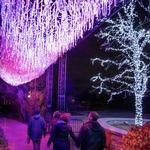 Illumination: Tree Lights at The Morton Arboretum