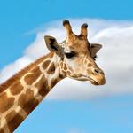 San Diego Zoo