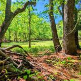 Nags Head Woods Preserve
