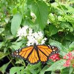 Dahlonega Butterfly Farm & Winery