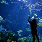 New England Aquarium