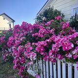 Mendocino Village