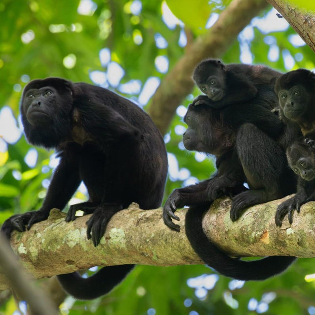 Monkey Island Tour on Honeymoon