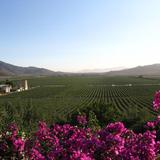 Valle de Guadalupe