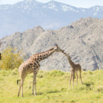 The Living Desert Zoo and Gardens