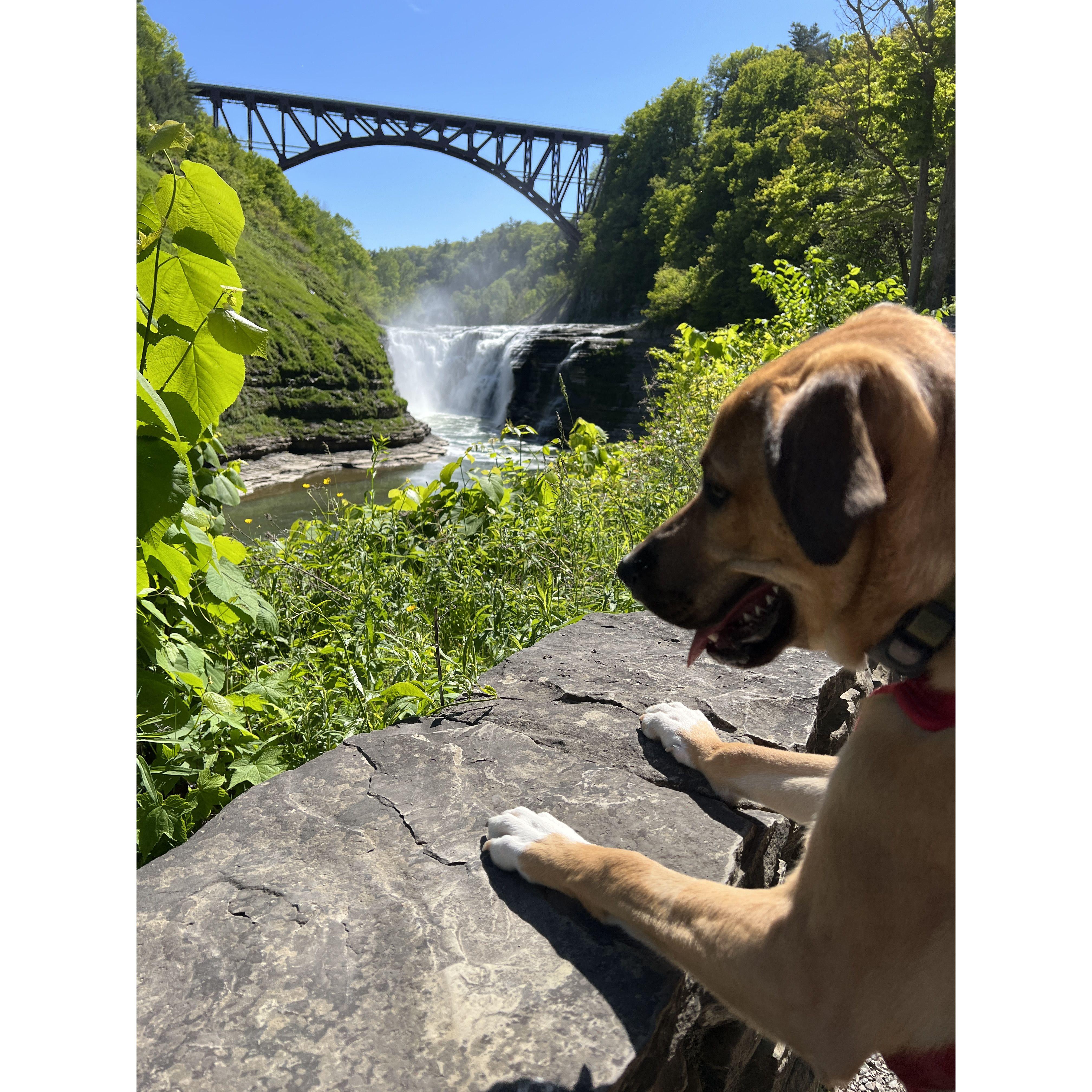 Phil enjoying Upper Falls at Letchworth Park