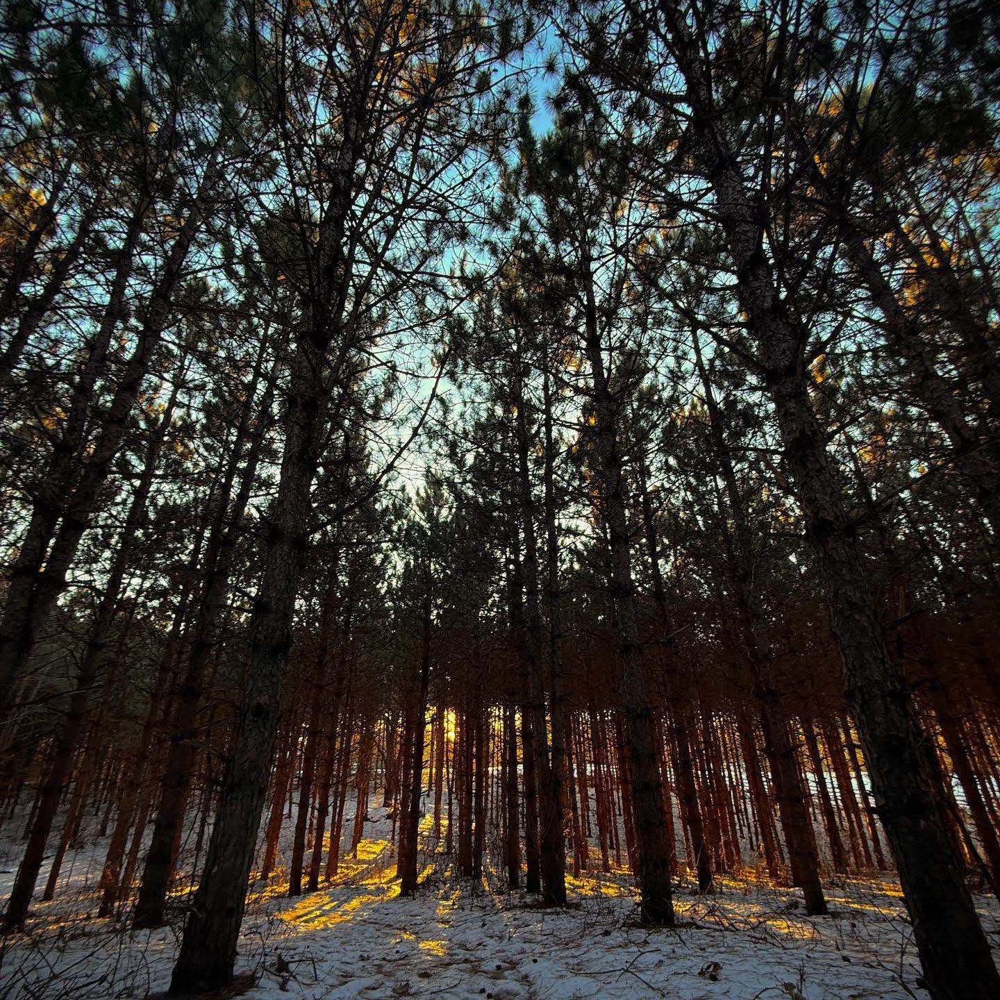 A view from the pine trees on the north side of the property.