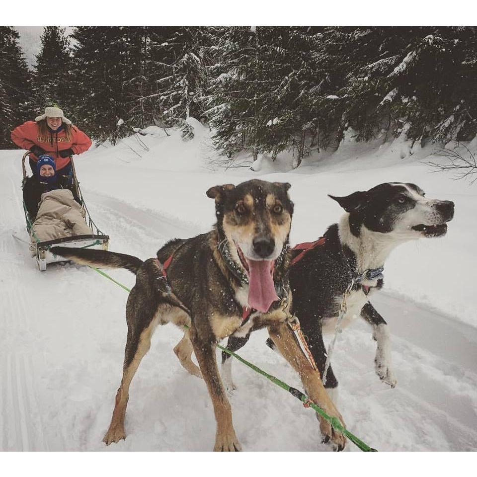 Dog Sledding in Revelstoke, Canada