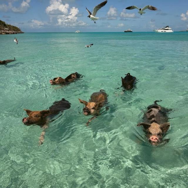 Swimming With The Pigs In Bahamas - Honeymoon Experience