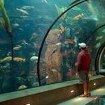 National Mississippi River Museum & Aquarium