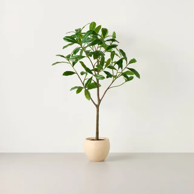 72" Plumeria Artificial Tree - Hearth & Hand™ with Magnolia