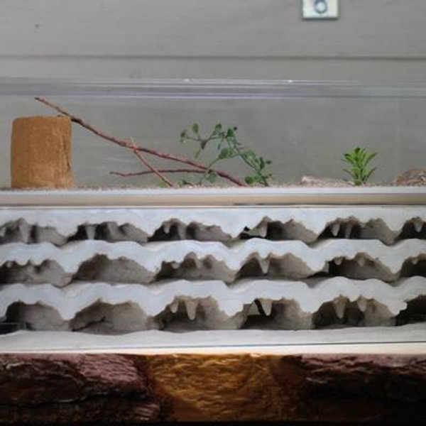 Tar Heel Ant Pioneer Ant Farm