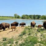 Wildlife Prairie Park