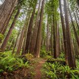 Redwood Forest Scenic Loop