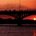 Bats at the Congress Bridge