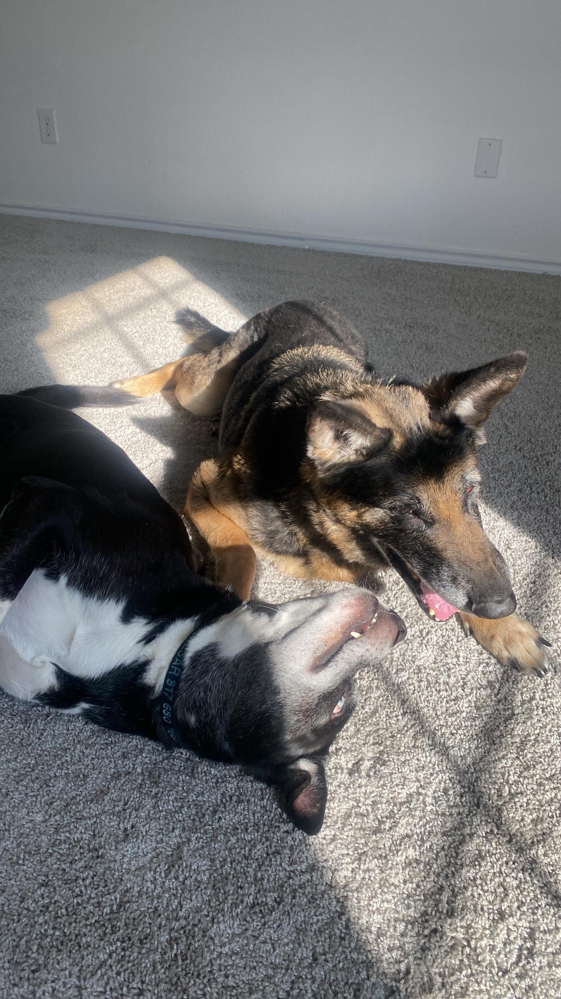 Our fur babies - Caesar & King