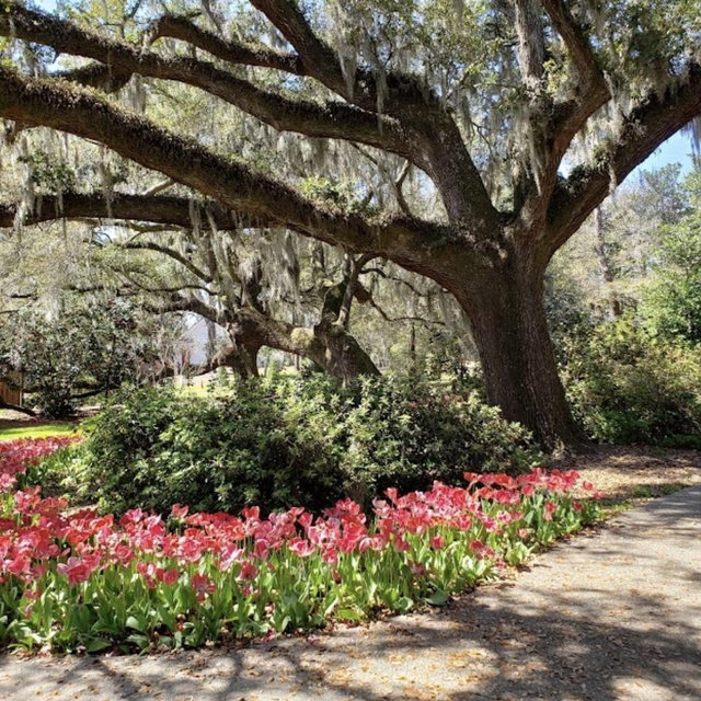 Airlie Gardens Annual Family Membership