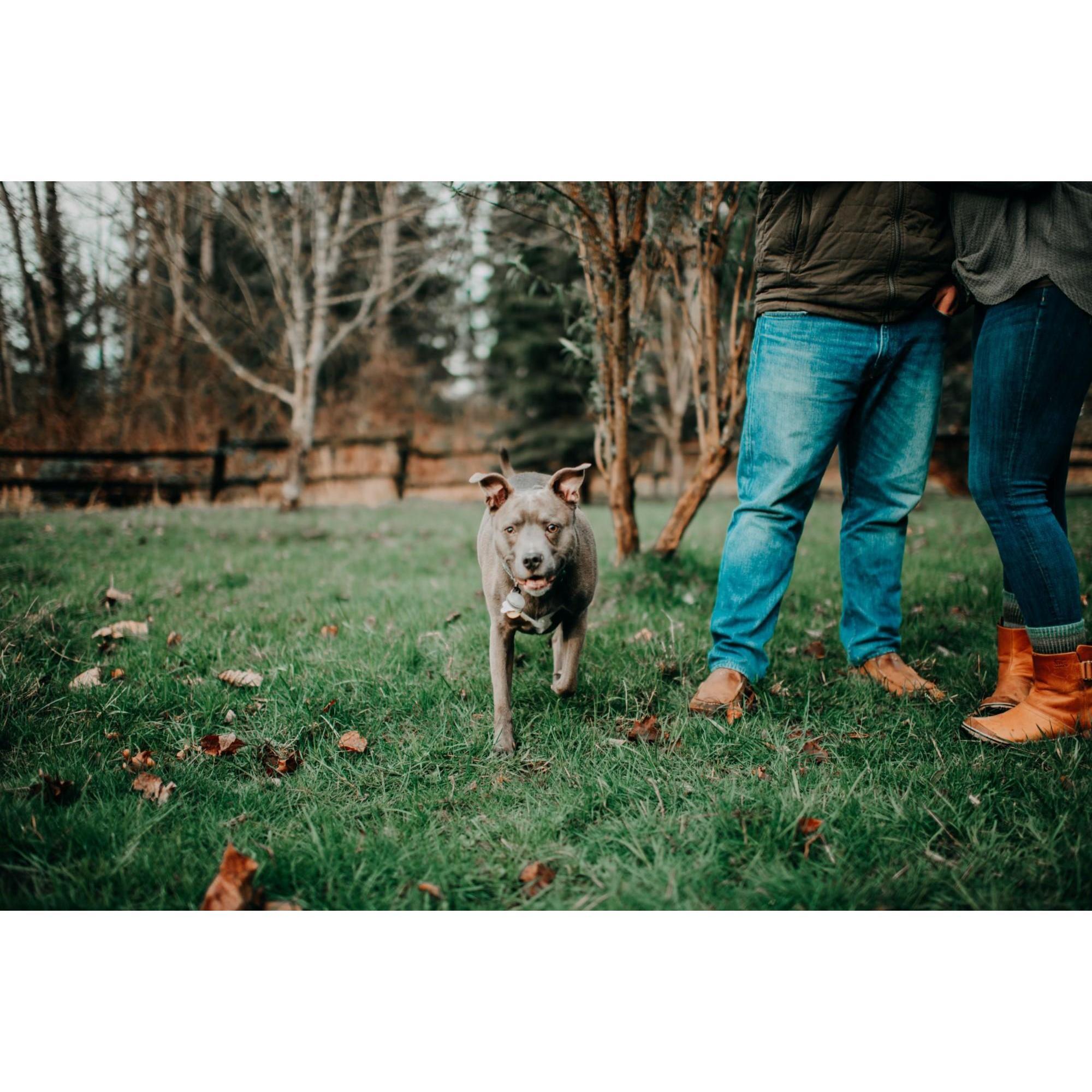 Engagement Shoot at our house, with Baya - January 2020