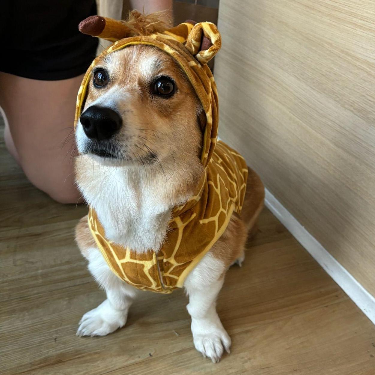 Oct 2024 - Max disapproves his halloween costume