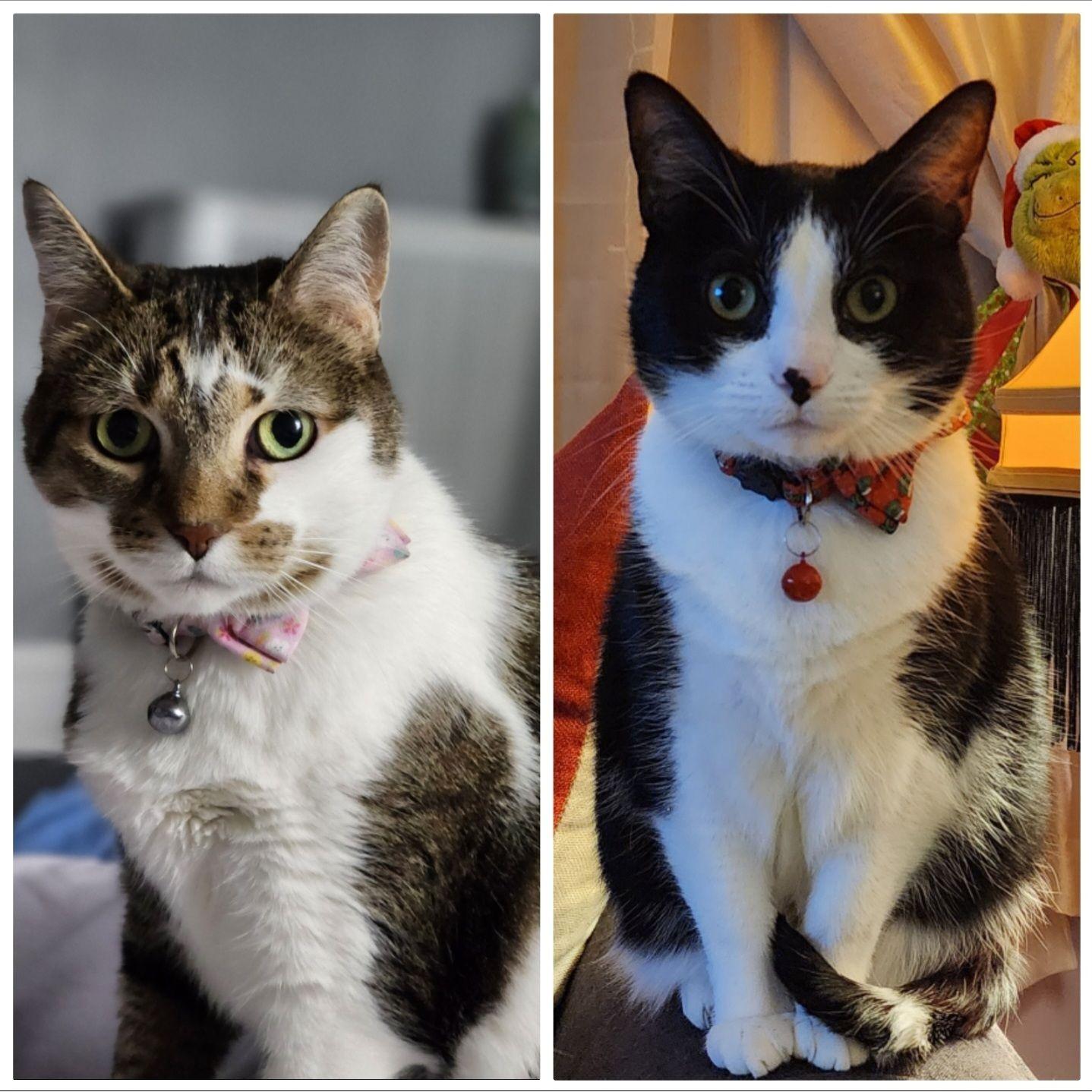 We can't forget their fur babies, Penny and Ruby!