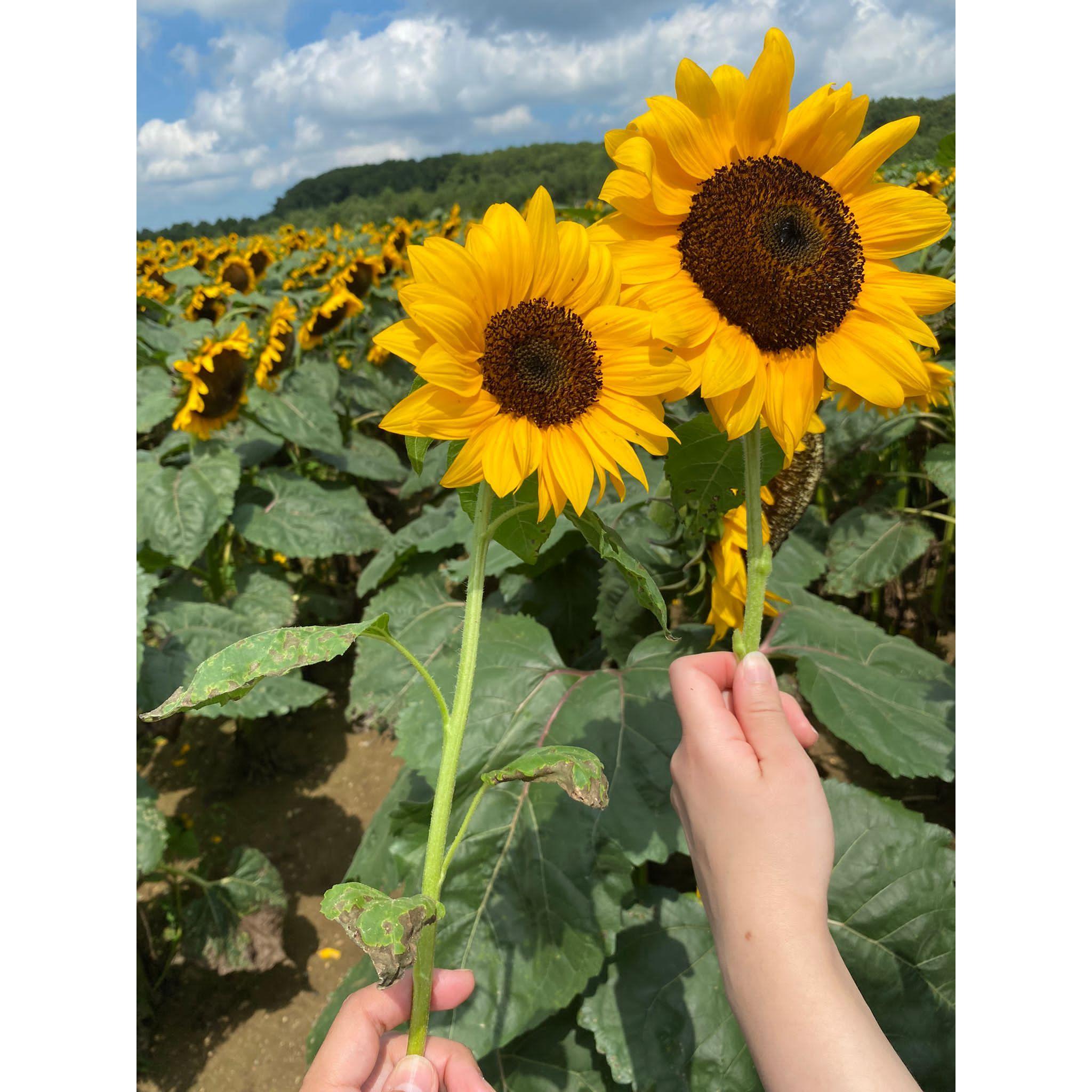 The famous sunflower field trip!