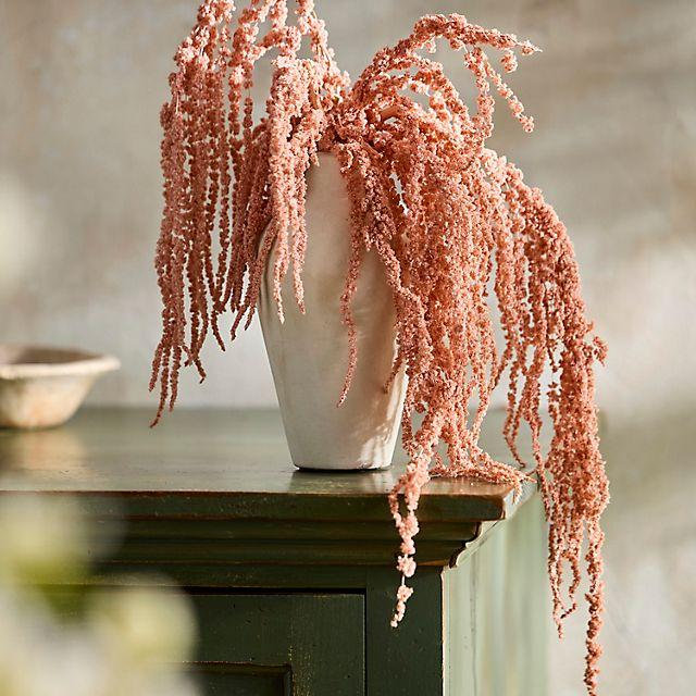 Preserved Hanging Amaranth Bunch