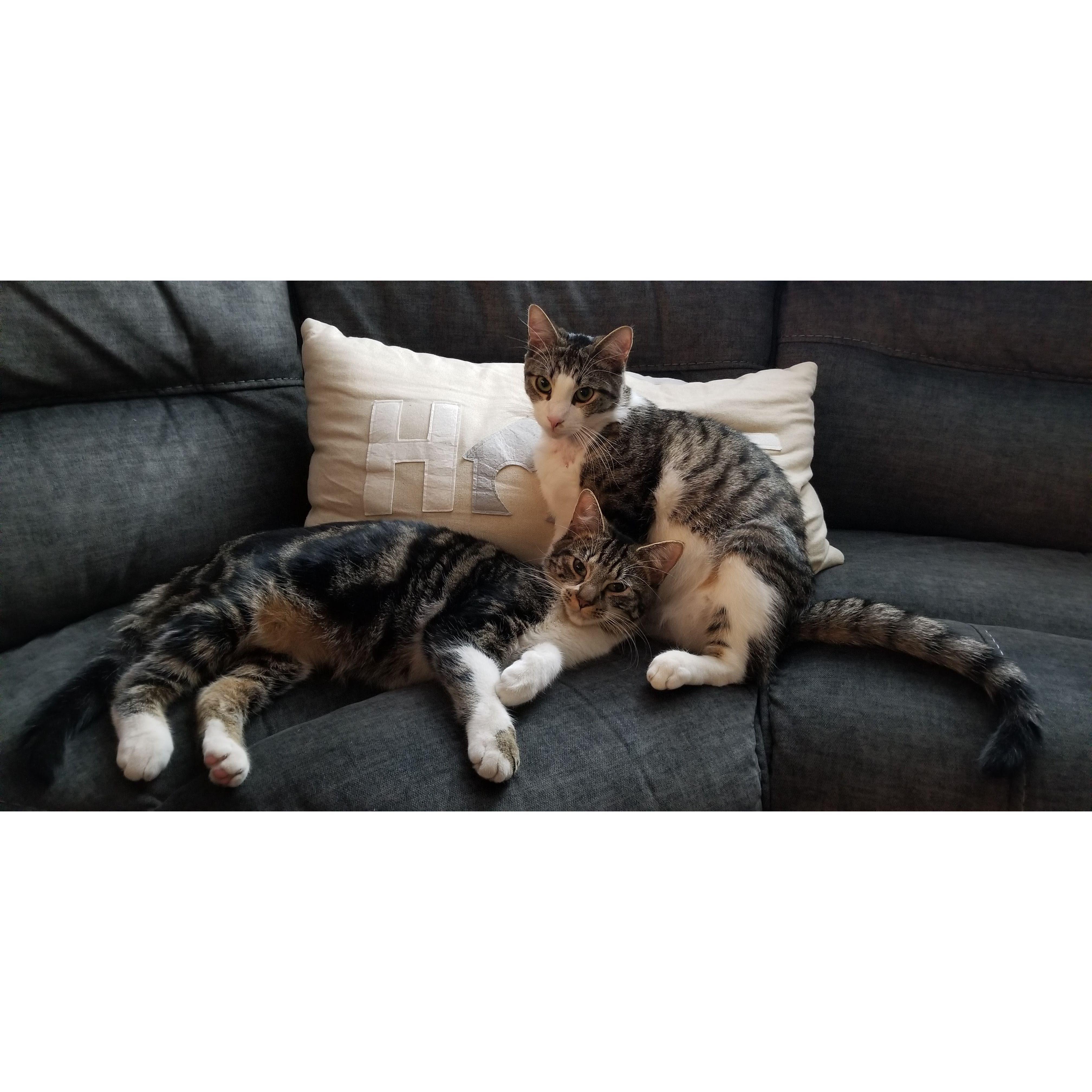 Our furbabies <3
